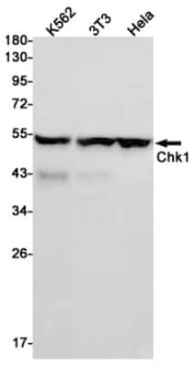 Western Blot: Chk1 Antibody (S07-4K2) [NBP3-14889] - Western blot detection of Chk1 in K562 cell lysates using Chk1 Rabbit mAb (1:1000 diluted). Predicted band size: 54KDa. Observed band size: 54KDa.