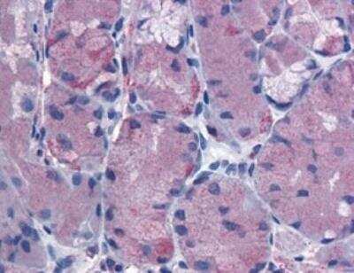 Immunohistochemistry: Cholecystokinin-B R/CCKBR Antibody [NLS6535] - Analysis of anti-CCKBR / Cckb antibody with stomach at 2.5 ug/ml.