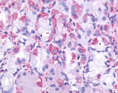 Immunohistochemistry-Paraffin: Cholecystokinin-B R/CCKBR Antibody [NLS1282] - Analysis of anti-CCKBR / Cckb antibody with stomach