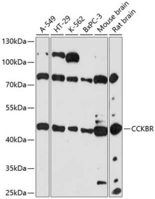 Western Blot: Cholecystokinin-B R/CCKBR Antibody [NBP2-92171] - Analysis of extracts of various cell lines, using Cholecystokinin-B R/CCKBR at 1:3000 dilution.Secondary antibody: HRP Goat Anti-Rabbit IgG (H+L) at 1:10000 dilution.Lysates/proteins: 25ug per lane.Blocking buffer: 3% nonfat dry milk in TBST.Detection: ECL Basic Kit .Exposure time: 90s.