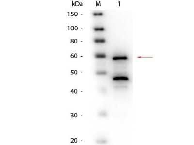 Western Blot: Choline Oxidase Antibody [NB600-866] - Analysis using the HRP conjugate of NB600-866. Detection of Lane 1: Bilirubin Oxidase (Myrothecium verrucaria). Load: 50 ng per lane. Primary antibody: Goat anti-Bilirubin Oxidase (Myrothecium verrucaria) Antibody Biotin Conjugated at 1:1,000 overnight at 4C.