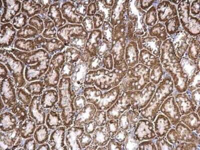 <b>Biological Strategies Validation. </b>Immunohistochemistry-Paraffin: Chordin-like 1/CHRDL1 Antibody [NBP3-12874] - Chordin-like 1/CHRDL1 antibody detects Chordin-like 1/CHRDL1 protein at cytosol on mouse kidney by immunohistochemical analysis. Sample: Paraffin-embedded mouse kidney. Chordin-like 1/CHRDL1 antibody (NBP3-12874) dilution: 1:500. Antigen Retrieval: Trilogy(TM) (EDTA based, pH 8.0) buffer, 15min