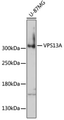 Western Blot: Chorein Antibody [NBP3-03883] - Analysis of extracts of U-87MG cells, using Chorein antibody at 1:1000 dilution. Secondary antibody: HRP Goat Anti-Rabbit IgG (H+L) at 1:10000 dilution. Lysates/proteins: 25ug per lane. Blocking buffer: 3% nonfat dry milk in TBST. Detection: ECL Basic Kit