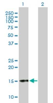 Western Blot: Chorionic Gonadotropin alpha Chain (HCG alpha) Antibody [H00001081-D01P] - Analysis of CGA expression in transfected 293T cell line by CGA polyclonal antibody.Lane 1: CGA transfected lysate(13.10 KDa).Lane 2: Non-transfected lysate.