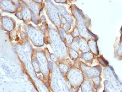 Immunohistochemistry-Paraffin: Chorionic Gonadotropin beta Chain (hCG beta) Antibody (SPM529) [NBP2-34369] - Formalin-fixed paraffin-embedded human placenta stained with hCG beta Monoclonal Antibody (SPM529).
