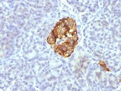 Immunohistochemistry-Paraffin: Chromogranin A Antibody (CGA/413 + CHGA/777 + CHGA/798) - Azide and BSA Free [NBP2-47846] - Pancreas stained with Chromogranin A Monoclonal Antibody (CGA/413+ CHGA/777+ CHGA/798)