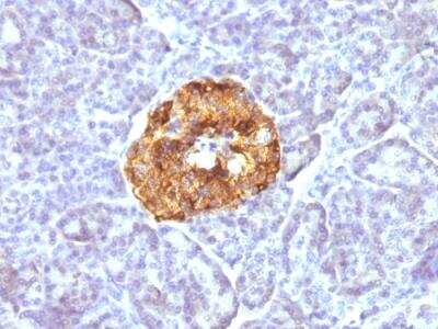 Immunohistochemistry-Paraffin: Chromogranin A Antibody (CGA/413) - Azide and BSA Free [NBP2-47850] - Human Pancreas stained with Chromogranin A Monoclonal Antibody (CGA/413)