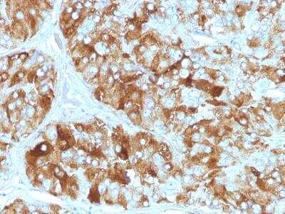 Immunohistochemistry-Paraffin: Chromogranin A Antibody (CGA/413) - Azide and BSA Free [NBP2-47850] - Human Adrenal Gland stained with Chromogranin A Monoclonal Antibody (CGA/413)