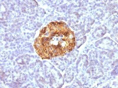 Immunohistochemistry-Paraffin: Chromogranin A Antibody (CGA/413) - IHC-Prediluted [NBP2-48081] - Human Pancreas stained with Chromogranin A Monoclonal Antibody (CGA/413)