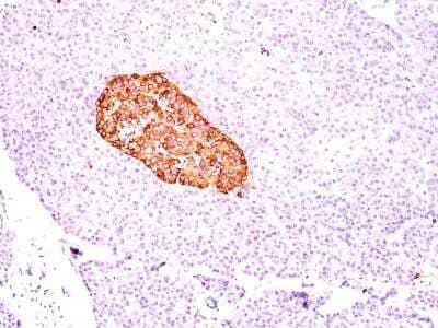 Immunohistochemistry-Paraffin: Chromogranin A Antibody (CGA/414) - Azide and BSA Free [NBP2-33198] - Formalin-fixed, paraffin-embedded pancreas stained with Chromogranin A Ab (CGA414).