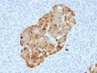 Immunohistochemistry-Paraffin: Chromogranin A Antibody (CHGA/1731R) - Azide and BSA Free [NBP2-54316] - Formalin-fixed, paraffin-embedded human Pancreas stained with Chromogranin A Recombinant Rabbit Monoclonal Antibody (CHGA/1731R)
