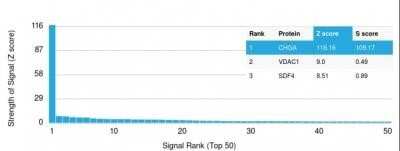 Protein Array: Chromogranin A Antibody (CHGA/1731R) - Azide and BSA Free [NBP2-54316] - Analysis of Protein Array containing more than 19,000 full-length human proteins using Chromogranin A Antibody (CHGA/1731R). Z- and S- Score: The Z-score represents the strength of a signal that a monoclonal antibody (MAb) (in combination with a fluorescently-tagged anti-IgG secondary antibody) produces when binding to a particular protein on the HuProt(TM) array. Z-scores are described in units of standard deviations (SDs) above the mean value of all signals generated on that array. If targets on HuProt(TM) are arranged in descending order of the Z-score, the S-score is the difference (also in units of SDs) between the Z-score. S-score therefore represents the relative target specificity of a MAb to its intended target. A MAb is considered to specific to its intended target, if the MAb has an S-score of at least 2.5.