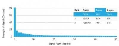 Protein Array: Chromogranin A Antibody (CHGA/1815R) - Azide and BSA Free [NBP2-54363] - Analysis of Protein Array containing more than 19,000 full-length human proteins using Chromogranin A Antibody (CHGA/1815R). Z- and S- Score: The Z-score represents the strength of a signal that a monoclonal antibody (Monoclonal Antibody) (in combination with a fluorescently-tagged anti-IgG secondary antibody) produces when binding to a particular protein on the HuProt(TM) array. Z-scores are described in units of standard deviations (SDs) above the mean value of all signals generated on that array. If targets on HuProt(TM) are arranged in descending order of the Z-score, the S-score is the difference (also in units of SDs) between the Z-score. S-score therefore represents the relative target specificity of a Monoclonal Antibody to its intended target. A Monoclonal Antibody is considered to specific to its intended target, if the Monoclonal Antibody has an S-score of at least 2.5.