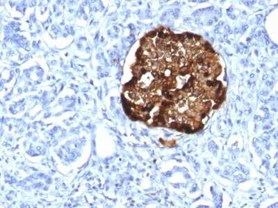 Immunohistochemistry-Paraffin: Chromogranin A Antibody (CHGA/1815R) [NBP2-53202] - Formalin-fixed, paraffin-embedded human Pancreas stained with Chromogranin A Recombinant Rabbit Monoclonal Antibody (CHGA/1815R).
