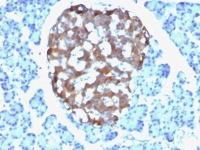 Immunohistochemistry-Paraffin: Chromogranin A Antibody (CHGA/765) [NBP2-44773] - Human Pancreas stained with Chromogranin A Monoclonal Antibody (CHGA/765)