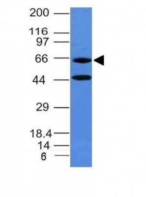 Western Blot: Chromogranin A Antibody (CHGA/777) - Azide and BSA Free [NBP2-47848] - Human Panc-1 Cell Lysate Chromogranin A MAb (CHGA/777)