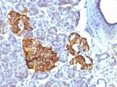 Immunohistochemistry-Paraffin: Chromogranin A Antibody (CHGA/777) - IHC-Prediluted [NBP2-48071] - Human Pancreas stained with Chromogranin A Monoclonal Antibody (CHGA/777)