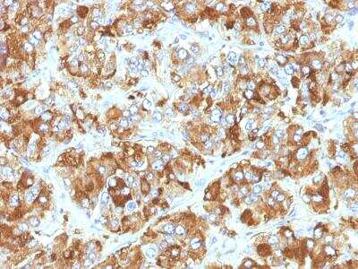 Immunohistochemistry-Paraffin: Chromogranin A Antibody (CHGA/798) - Azide and BSA Free [NBP2-47849] - Human Adrenal Gland stained with Chromogranin A Monoclonal Antibody (CHGA/798)