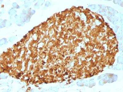 Immunohistochemistry-Paraffin: Chromogranin A Antibody (CHGA/798) - Azide and BSA Free [NBP2-47849] - Mouse Pancreas stained with Chromogranin A Mouse Monoclonal Antibody (CHGA/798)