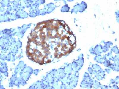 Immunohistochemistry-Paraffin: Chromogranin A Antibody (CHGA/798) - Azide and BSA Free [NBP2-47849] - Rat Pancreas stained with Chromogranin A Mouse Monoclonal Antibody (CHGA/798)