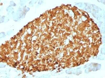 Immunohistochemistry-Paraffin: Chromogranin A Antibody (CHGA/798) - IHC-Prediluted [NBP2-48072] - Mouse Pancreas stained with Chromogranin A Antibody (CHGA/798).