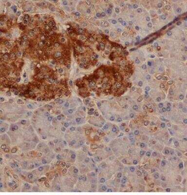 Immunohistochemistry-Paraffin: Chromogranin A Antibody [NB100-62464] - Paraffin embedded human pancreas with Sheep anti Human Chromogranin following pronase antigen retrieval.