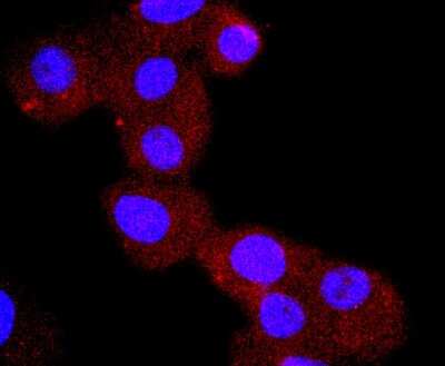 Immunocytochemistry/Immunofluorescence: Chromogranin A Antibody (JM103-7) [NBP2-66780] - Staining Chromogranin A in PC-3M cells (red). The nuclear counter stain is DAPI (blue). Cells were fixed in paraformaldehyde, permeabilised with 0.25% Triton X100/PBS.