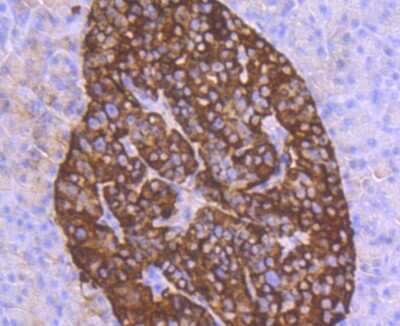 Immunohistochemistry-Paraffin: Chromogranin A Antibody (JM103-7) [NBP2-66780] - Analysis of paraffin-embedded human pancreas tissue using anti-Chromogranin A antibody. Counter stained with hematoxylin.