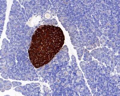 Immunohistochemistry-Paraffin: Chromogranin A Antibody (JM103-7) [NBP2-66780] - Analysis of paraffin-embedded mouse pancreas tissue with Rabbit anti-Chromogranin A antibody. The section was pre-treated using heat mediated antigen retrieval with Tris-EDTA buffer (pH 9.0) for 20 minutes. The tissues were blocked in 1% BSA for 20 minutes at room temperature, washed with ddH2O and PBS, and then probed with the primary antibody for 1 hour at room temperature. The detection was performed using an HRP conjugated compact polymer system. DAB was used as the chromogen. Tissues were counterstained with hematoxylin and mounted with DPX.