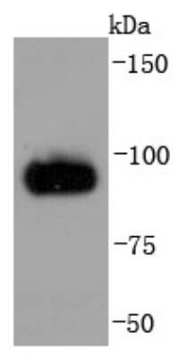 Western Blot: Chromogranin A Antibody (JM103-7) [NBP2-66780] - Analysis of Chromogranin A on PC-12 cells lysates using anti-Chromogranin A antibody at 1/1,000 dilution.