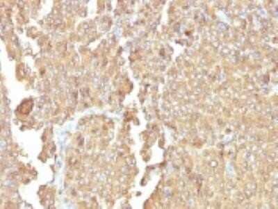 Immunohistochemistry-Paraffin: Chromogranin A Antibody (LK2H10 + PHE5) - Azide and BSA Free [NBP2-34673] - Formalin-fixed paraffin-embedded human Adrenal Gland stained with Chromogranin A Monoclonal Antibody (PHE5)