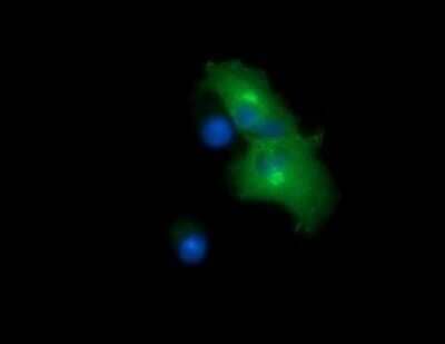 Immunocytochemistry/Immunofluorescence: Chromogranin A Antibody (OTI2E12) - Azide and BSA Free [NBP2-70410] - Analysis of COS7 cells transiently transfected by pCMV6-ENTRY Chronogranin A.