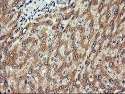 Immunohistochemistry: Chromogranin A Antibody (OTI2E12) - Azide and BSA Free [NBP2-70410] - Analysis of Human liver tissue. (Heat-induced epitope retrieval by 10mM citric buffer, pH6.0, 120C for 3min)