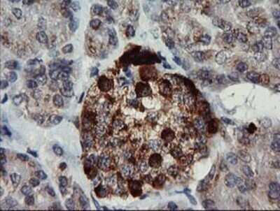 Immunohistochemistry: Chromogranin A Antibody (OTI2E12) - Azide and BSA Free [NBP2-70410] - Analysis of Human pancreas tissue. (Heat-induced epitope retrieval by 10mM citric buffer, pH6.0, 120C for 3min)