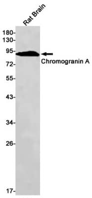 Western Blot: Chromogranin A Antibody (S04-4J4) [NBP3-19604] - Western blot detection of Chromogranin A in Rat Brain lysates using NBP3-19604 (1:1000 diluted). Predicted band size: 51kDa. Observed band size: 92kDa.