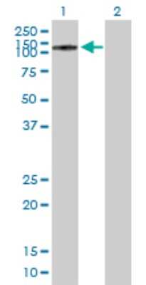 Western Blot: Chromogranin B Antibody [H00001114-B01P] - Analysis of CHGB expression in transfected 293T cell line by CHGB polyclonal antibody.  Lane 1: CHGB transfected lysate(74.47 KDa). Lane 2: Non-transfected lysate.