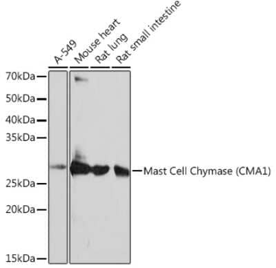 Western Blot: Chymase/CMA1/Mast Cell Chymase Antibody (2O4P8) [NBP3-15389] - Analysis of extracts of various cell lines, using Chymase/CMA1/Mast Cell Chymase (CMA1) Rabbit mAb (NBP3-15389) at 1:1000 dilution. Secondary antibody: HRP Goat Anti-Rabbit IgG (H+L) at 1:10000 dilution. Lysates/proteins: 25ug per lane. Blocking buffer: 3% nonfat dry milk in TBST. Detection: ECL Basic Kit. Exposure time: 10s.