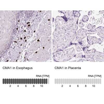 Immunohistochemistry-Paraffin: Chymase/CMA1/Mast Cell Chymase Antibody [NBP2-33660] - Analysis in human esophagus and placenta tissues. Corresponding Chymase/CMA1/Mast Cell Chymase RNA-seq data are presented for the same tissues.