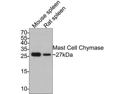 Western Blot: Chymase/CMA1/Mast Cell Chymase Antibody (JB74-32) [NBP2-75441] - Analysis of Chymase/CMA1/Mast Cell on different lysates with Rabbit anti-Chymase/CMA1/Mast Cell antibody at 1/500 dilution. Lane 1: Mouse spleen tissue lysate Lane 2: Rat spleen tissue lysate Lysates/proteins at 20 ug/Lane. Predicted band size: 27 kDa Observed band size: 27 kDa Exposure time: 2 minutes; 15% SDS-PAGE gel. Proteins were transferred to a PVDF membrane and blocked with 5% NFDM/TBST for 1 hour at room temperature. The primary antibody at 1/500 dilution was used in 5% NFDM/TBST at room temperature for 2 hours. Goat Anti-Rabbit IgG - HRP Secondary Antibody at 1:300,000 dilution was used for 1 hour at room temperature.