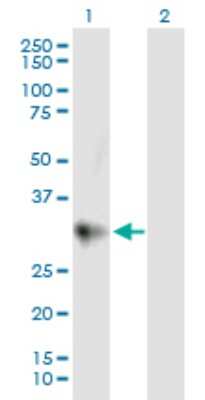 Western Blot: Chymotrypsin C/CTRC Antibody [H00011330-B01P] - Analysis of CTRC expression in transfected 293T cell line by CTRC polyclonal antibody.  Lane 1: CTRC transfected lysate(29.48 KDa). Lane 2: Non-transfected lysate.