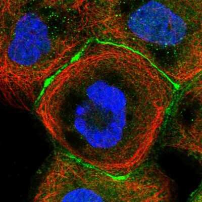 Immunocytochemistry/Immunofluorescence: Cingulin Antibody [NBP1-89602] - Staining of human cell line A-431 shows localization to plasma membrane & cell junctions. Antibody staining is shown in green.