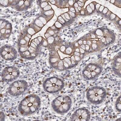 Immunohistochemistry-Paraffin: Cingulin Antibody [NBP1-89601] - Staining of human small intestine shows high expression.