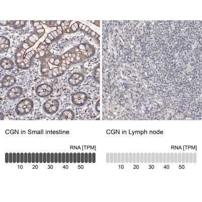 <b>Orthogonal Strategies Validation. </b>Immunohistochemistry-Paraffin: Cingulin Antibody [NBP1-89601] - Staining in human small intestine and lymph node tissues using anti-CGN antibody. Corresponding CGN RNA-seq data are presented for the same tissues.