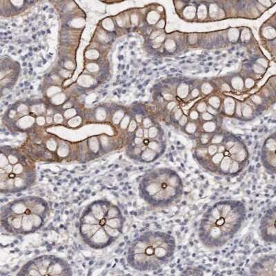 Immunohistochemistry-Paraffin: Cingulin Antibody [NBP1-89602] - Staining of human small intestine shows high expression.