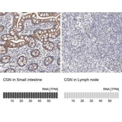 Immunohistochemistry-Paraffin: Cingulin Antibody [NBP1-89602] - Staining in human small intestine and lymph node tissues using anti-CGN antibody. Corresponding CGN RNA-seq data are presented for the same tissues.