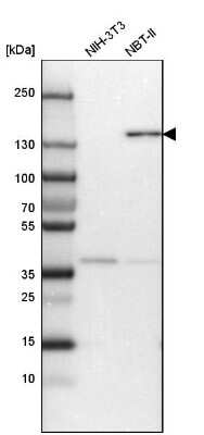 Western Blot: Cingulin Antibody [NBP1-89600] - Analysis in mouse cell line NIH-3T3 and rat cell line NBT-II.