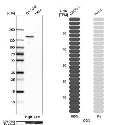 <b>Orthogonal Strategies Validation. </b>Western Blot: Cingulin Antibody [NBP1-89600] - Analysis in human cell lines Caco-2 and HeLa using Anti-CGN antibody. Corresponding CGN RNA-seq data are presented for the same cell lines. Loading control: Anti-GAPDH.