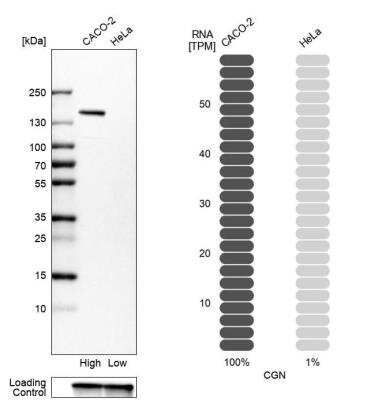 <b>Orthogonal Strategies Validation. </b>Western Blot: Cingulin Antibody [NBP1-89602] - Western blot analysis in human cell lines Caco-2 and HeLa. Corresponding RNA-seq data are presented for the same cell lines. Loading control: Anti-GAPDH.