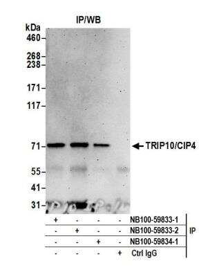 Immunoprecipitation: Cip4 Antibody [NB100-59833] - Detection of human TRIP10/CIP4 by western blot of immunoprecipitates. Samples: Whole cell lysate (0.5 or 1.0 mg per IP reaction; 20% of IP loaded) from HeLa cells prepared using NETN lysis buffer. Antibodies: Affinity purified rabbit anti-TRIP10/CIP4 antibody NB100-59833 (lot NB100-59833-2) used for IP at 6 ug per reaction. TRIP10/CIP4 was also immunoprecipitated by a previous lot of this antibody (NB100-59833-1) and rabbit anti-TRIP10/CIP4 antibody NB100-59834. Detection: Chemiluminescence with an exposure time of 3 minutes.