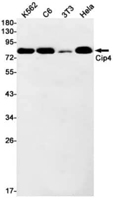 Western Blot: Cip4 Antibody (S01-6B7) [NBP3-15013] - Western blot detection of Cip4 in K562, C6, 3T3, Hela cell lysates using Cip4 Rabbit mAb (1:1000 diluted). Predicted band size: 68kDa. Observed band size: 80kDa.